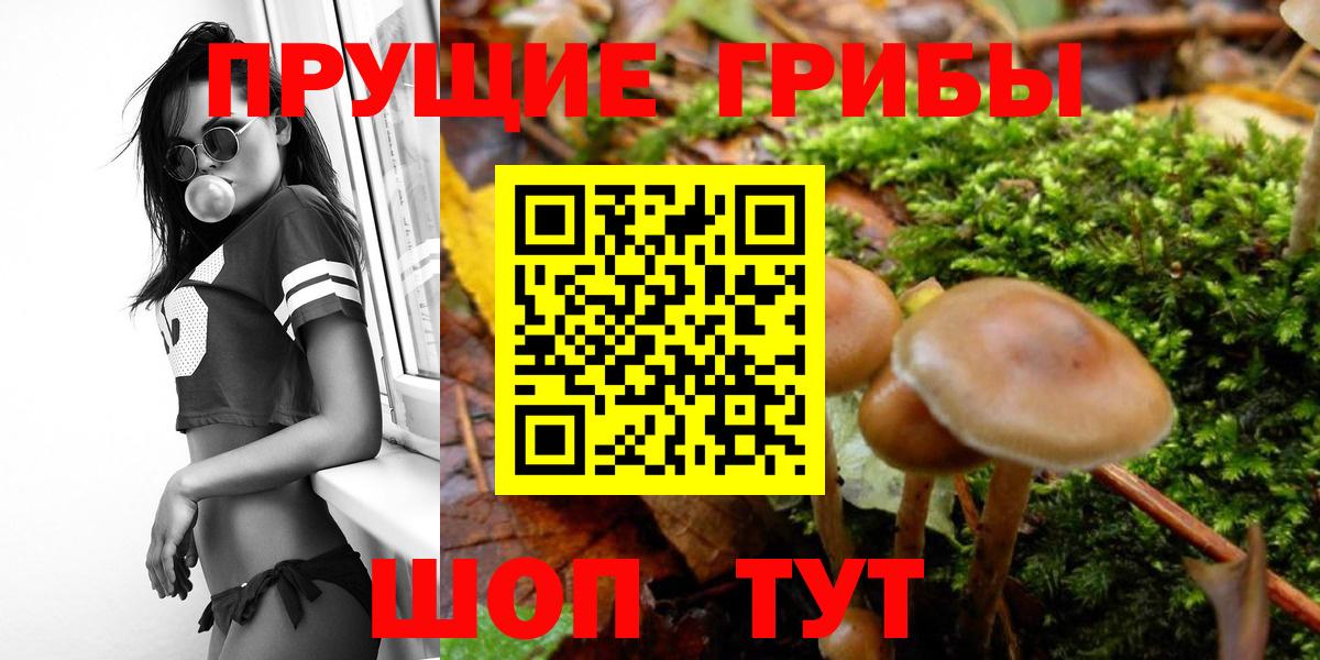 Псилоцибиновые грибы прущие грибы  купить наркоту  Тавда  Вход с VPN 